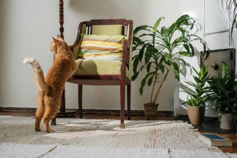 Moving with pets